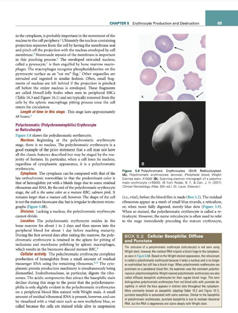 Blood cell production